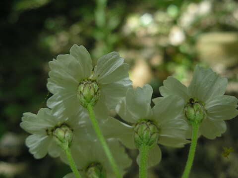 Image of Achillea biserrata M. Bieb.