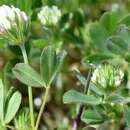 Image of Trifolium leucanthum M. Bieb.