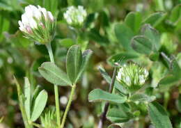 Plancia ëd Trifolium leucanthum M. Bieb.