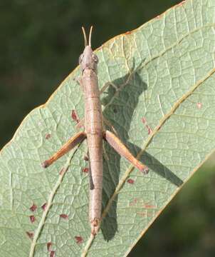 Image of Geckomima