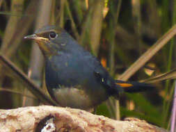 Image of White-bellied Redstart