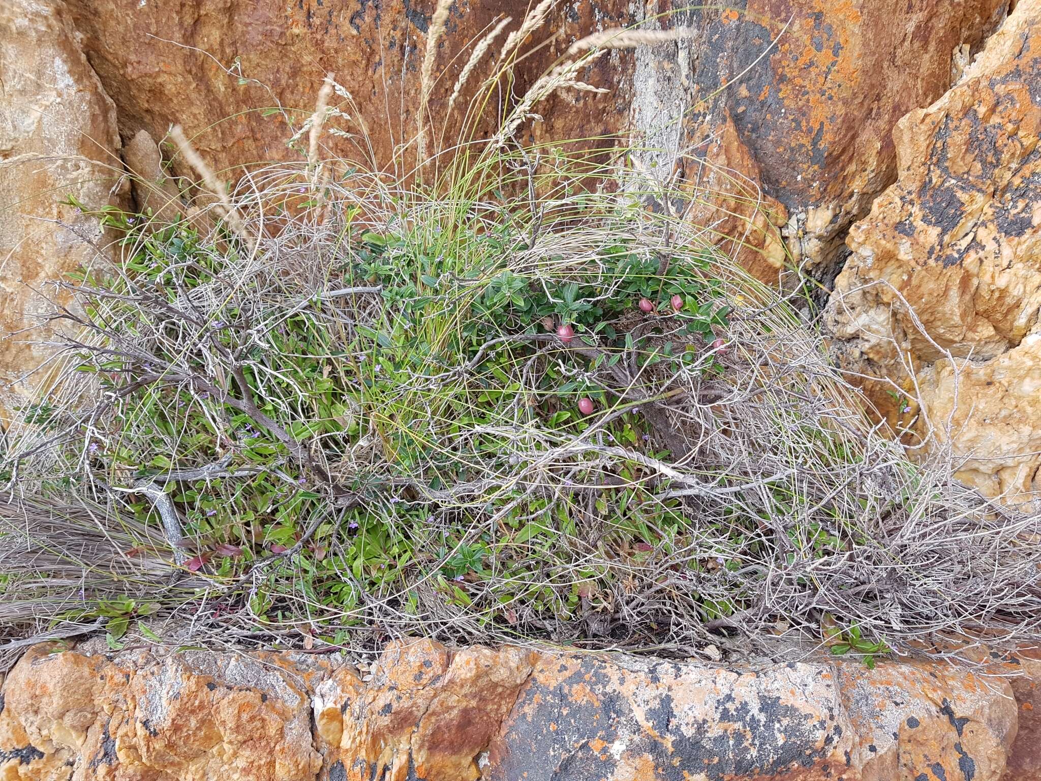 Image of Billardiera longiflora var. ovalis (Lindl.) E. M. Bennett