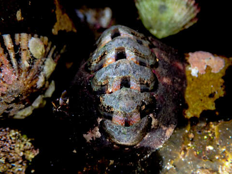 Imagem de Onithochiton quercinus (Gould 1846)