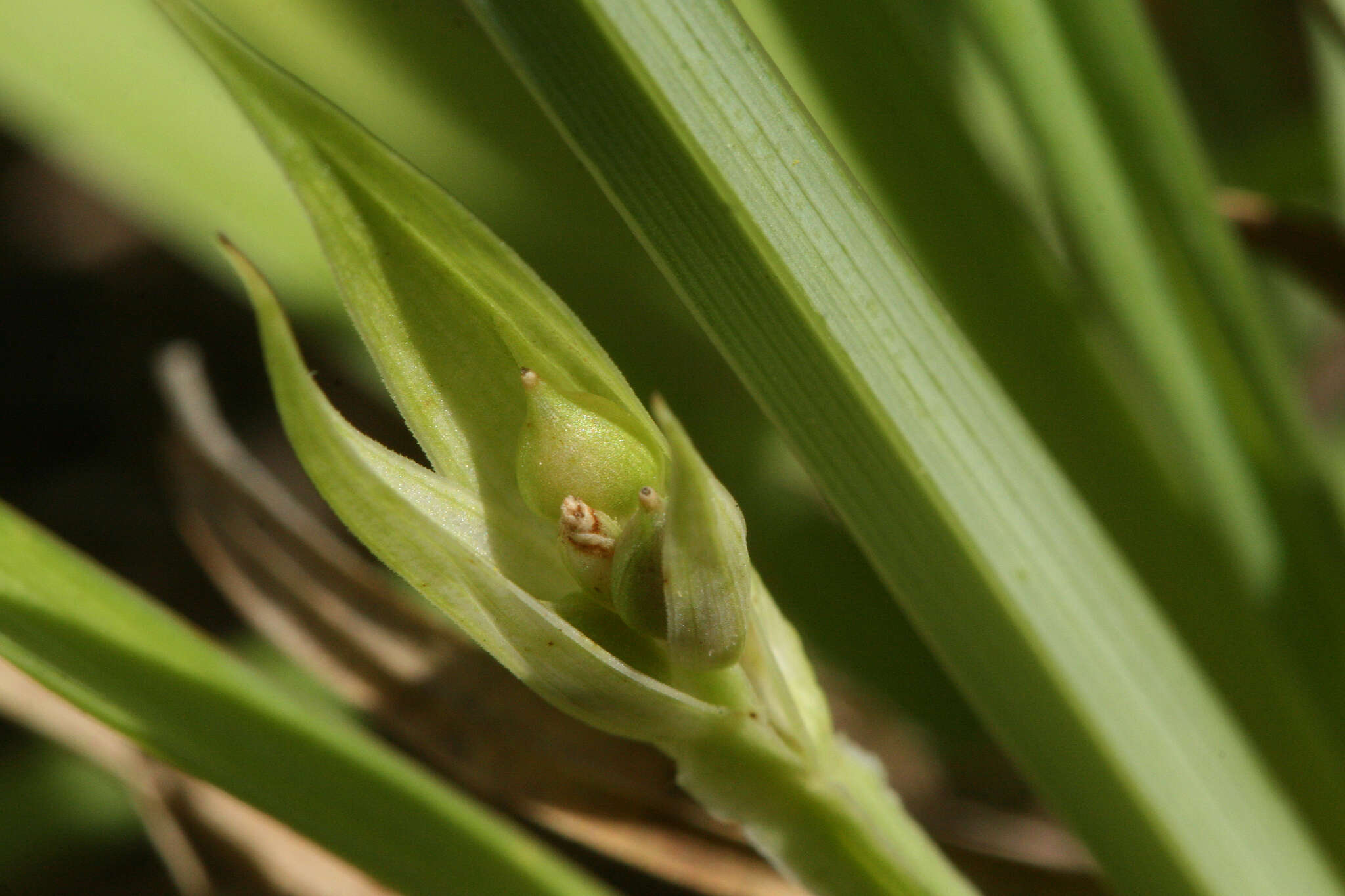 Image of Rocky Mountain sedge