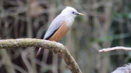 Image of Malabar Starling