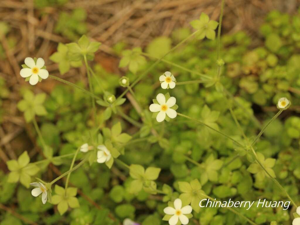 Image of Androsace umbellata (Lour.) Merr.