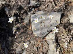 Image of slender stitchwort