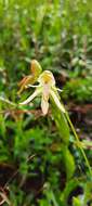 Image of Habenaria trifida Kunth