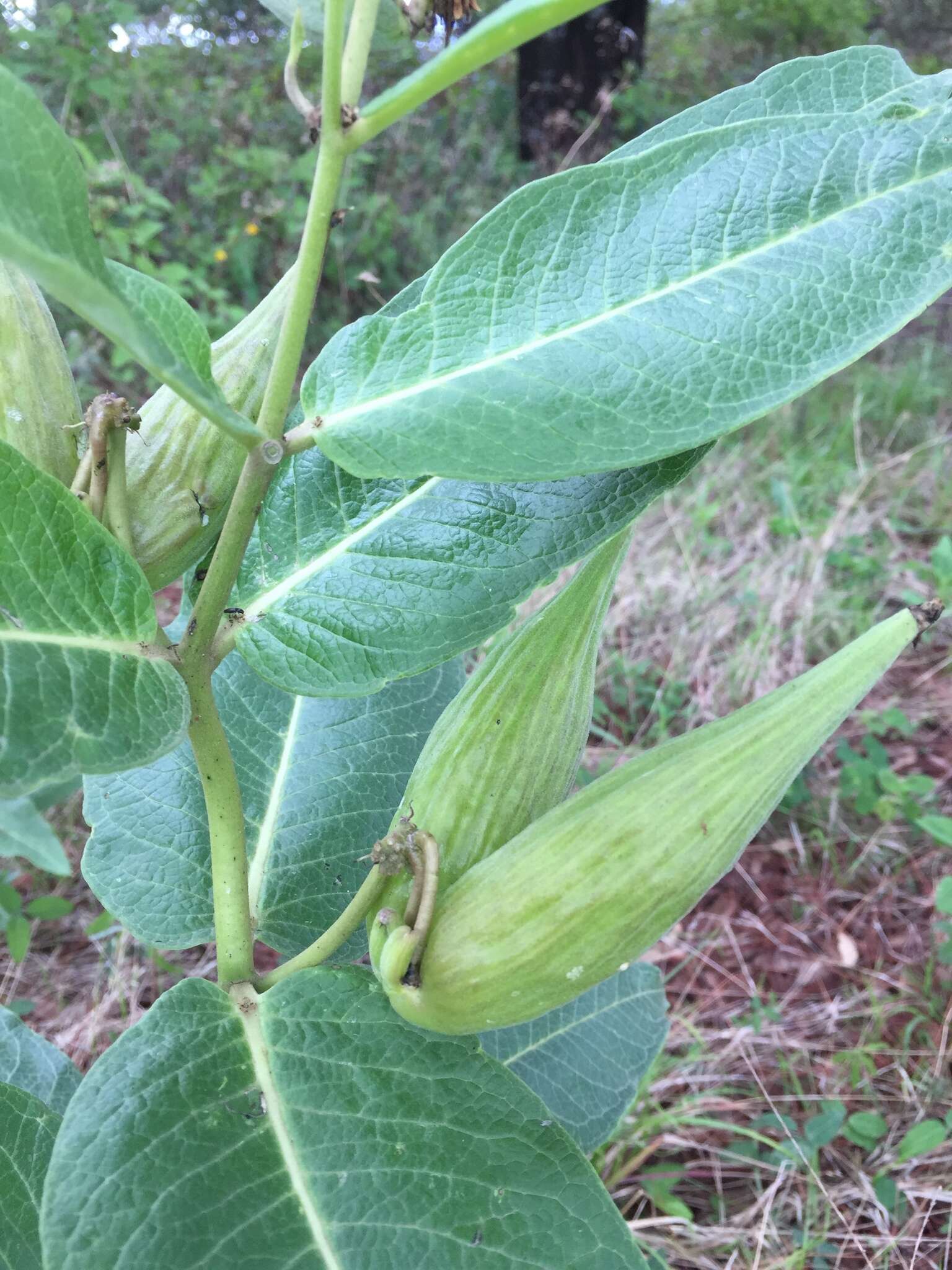 Image of Asclepias scheryi R. E. Woodson