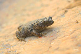 Image of Rhinella beebei (Gallardo 1965)