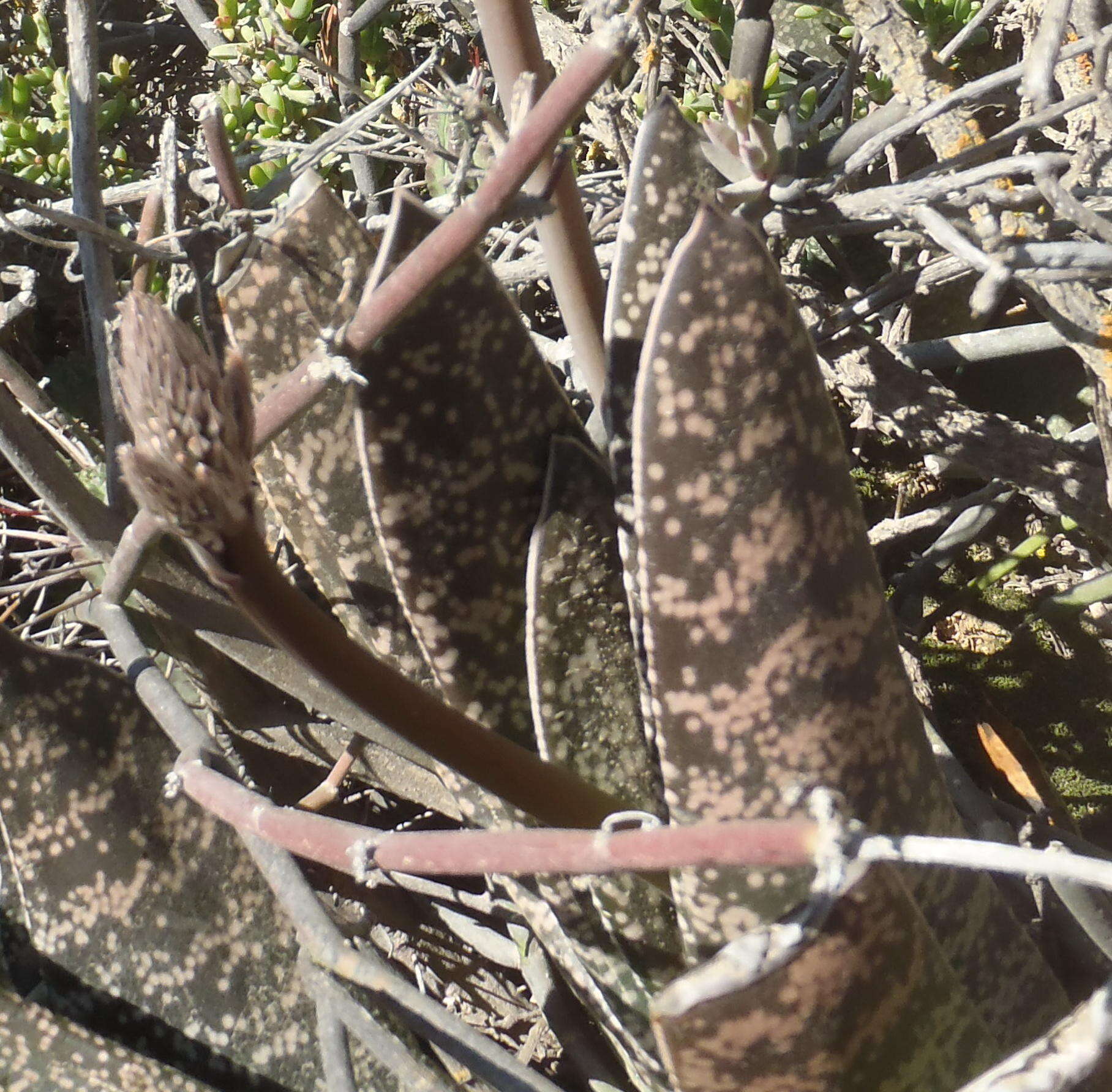 Image of Gasteria brachyphylla var. brachyphylla