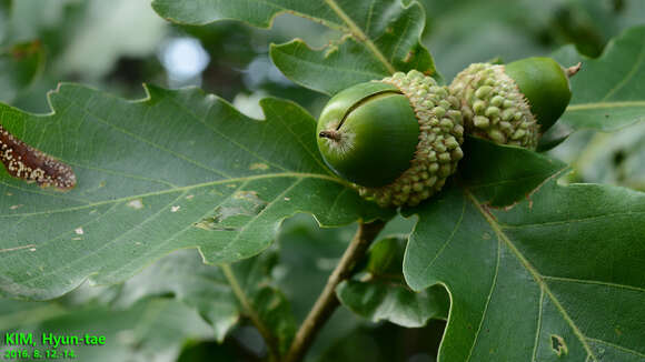 Quercus mongolica Fisch. ex Ledeb. resmi