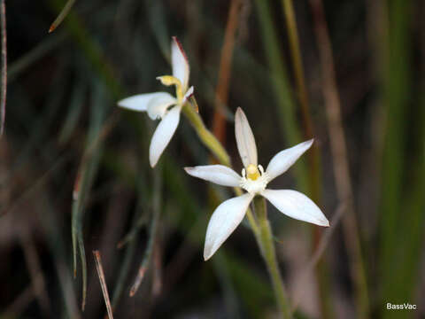 Image of Caladenia marginata Lindl.