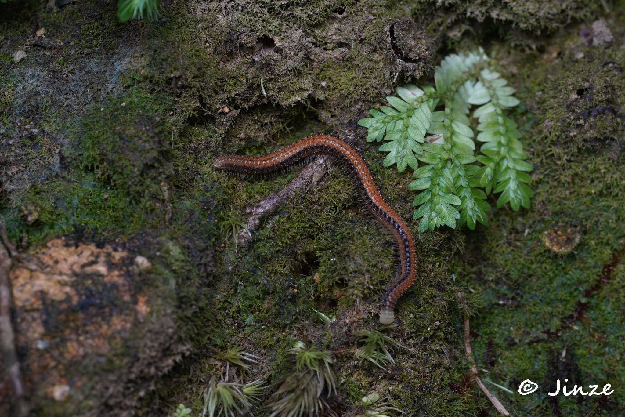 Sivun Glyphiulus formosus (Pocock 1895) kuva