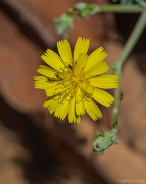 صورة Launaea rhynchocarpa (Balf. fil.) B. Mies