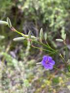 Слика од Thysanotus racemoides Sirisena, T. D. Macfarl. & Conran