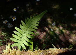 Image of Dryopteris subatrata Tag.