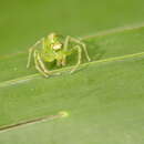 Image of Epeus sumatranus Prószyński & Deeleman-Reinhold 2012