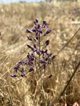 Image of Hooveria purpurea var. purpurea