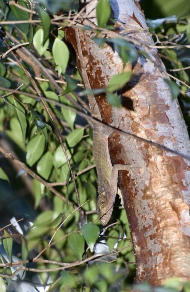 Слика од Anolis noblei Barbour & Shreve 1935