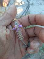 Plancia ëd Dalea bicolor var. orcuttiana Barneby