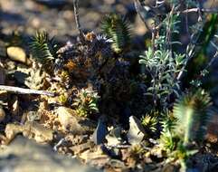 Image of Crassula alpestris subsp. alpestris