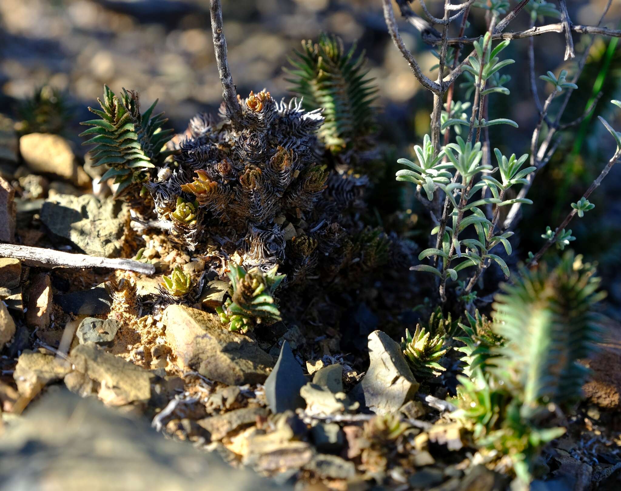 Image of Crassula alpestris subsp. alpestris