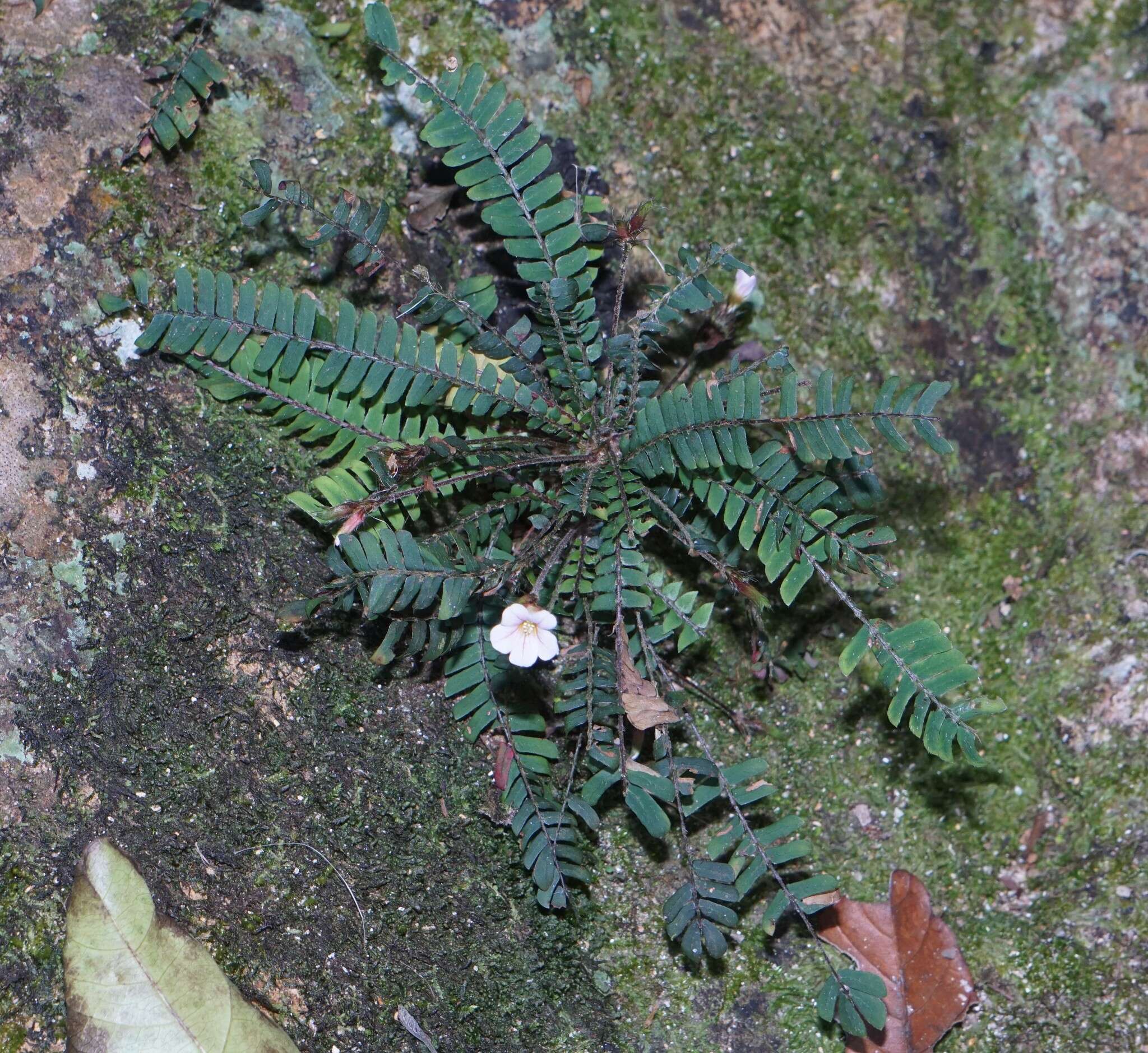 Image of Biophytum dendroides (Kunth) DC.