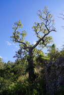 Imagem de Brachychiton australis (Schott & Endl.) Terracino