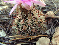 Image of Pincushion Cactus