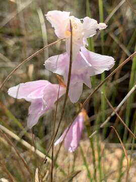 Image de Gladiolus ferrugineus Goldblatt & J. C. Manning