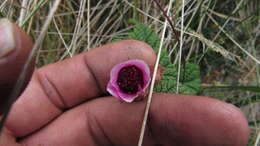 Image of Rubus acanthophyllos Focke