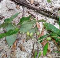 Sivun Commiphora pervilleana Engl. kuva