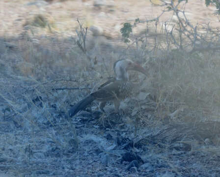 Image of Damara Hornbill