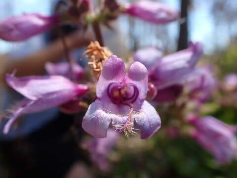 Image of Santa Cruz Mountains beardtongue