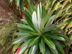 Image of Euphorbia stygiana subsp. stygiana