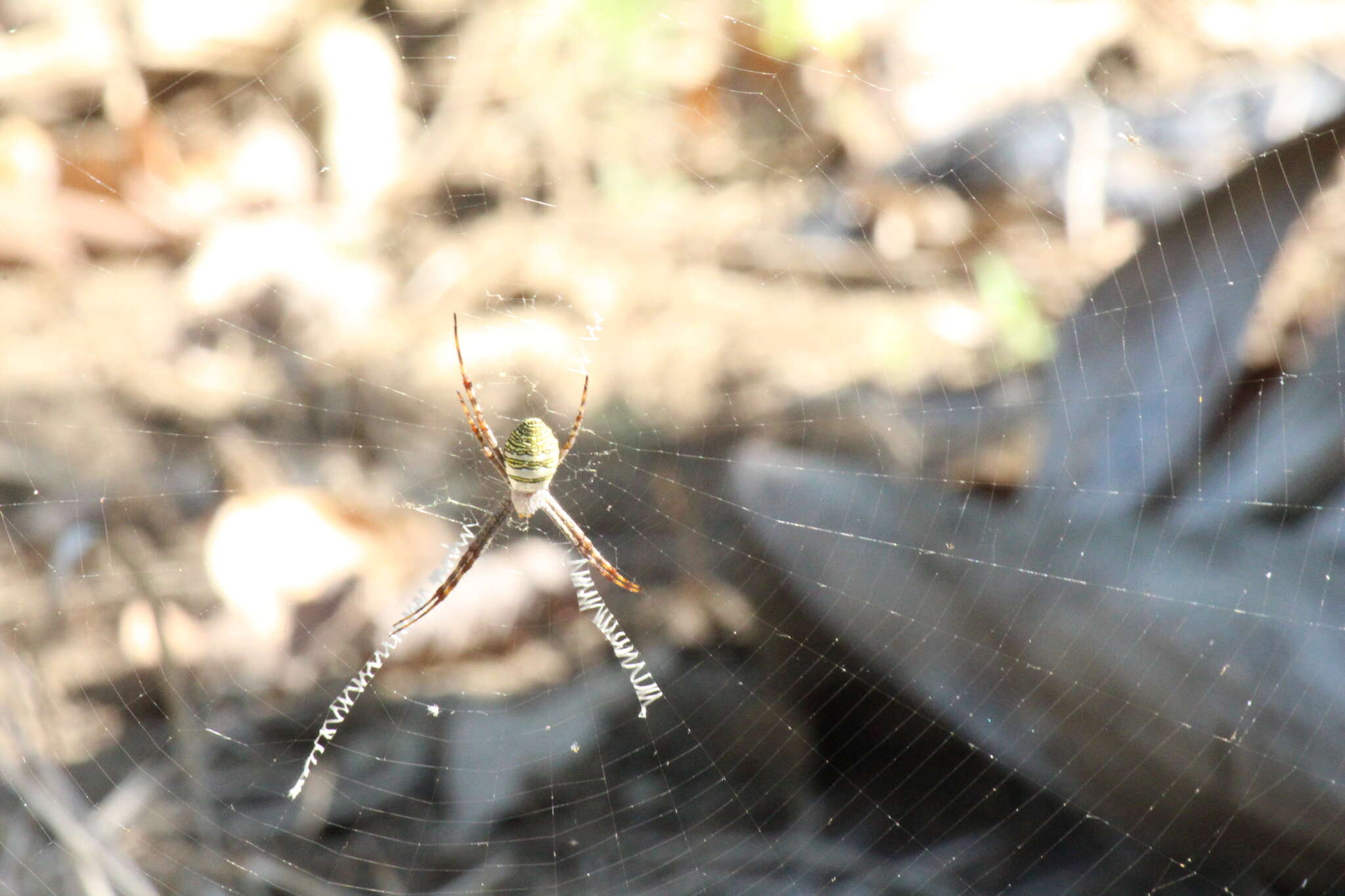 Image of Oval St Andrew's Cross Spider