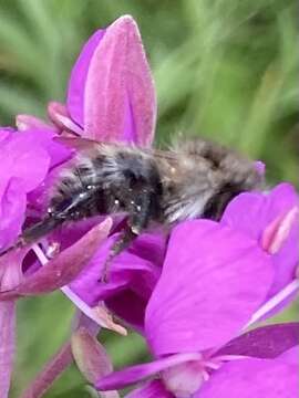 Image of <i>Bombus pascuorum mniorum</i> Fabricius 1776