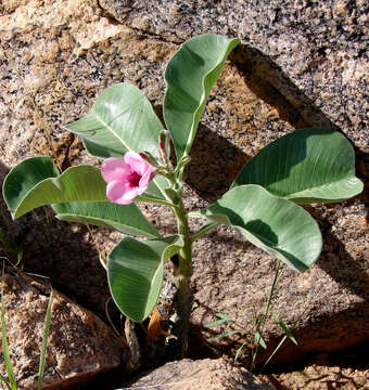 Image of Adenium obesum subsp. boehmianum (Schinz) G. D. Rowley