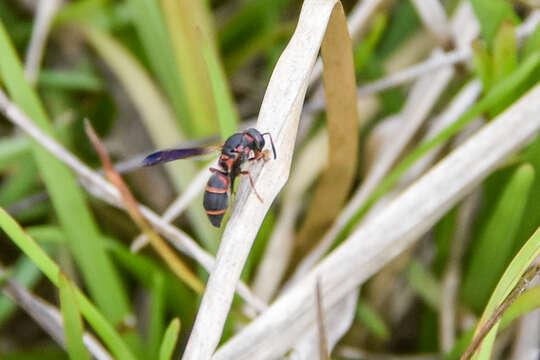 Image of Parancistrocerus fulvipes rufovestis Bohart 1948