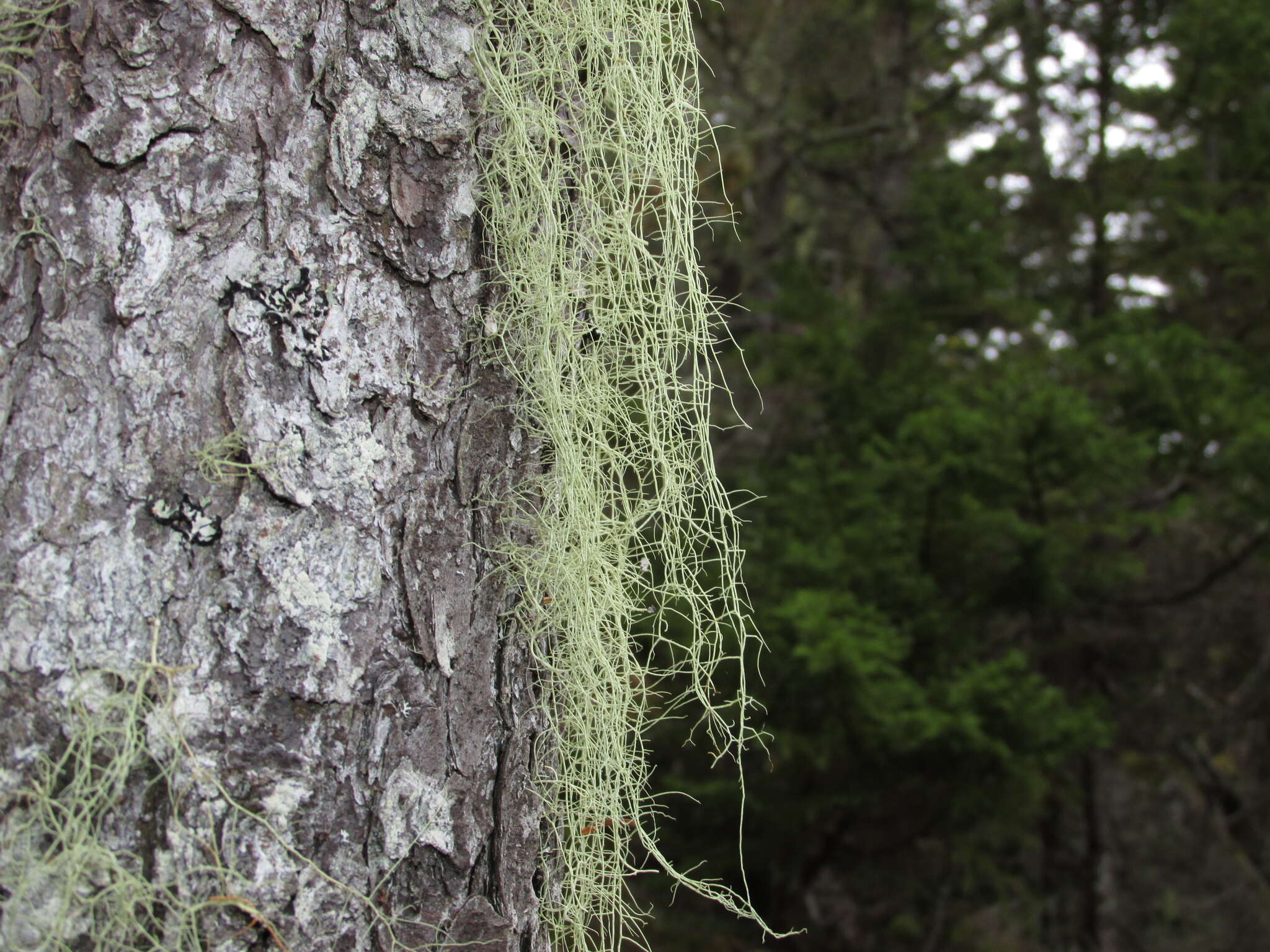 Usnea merrillii Motyka的圖片