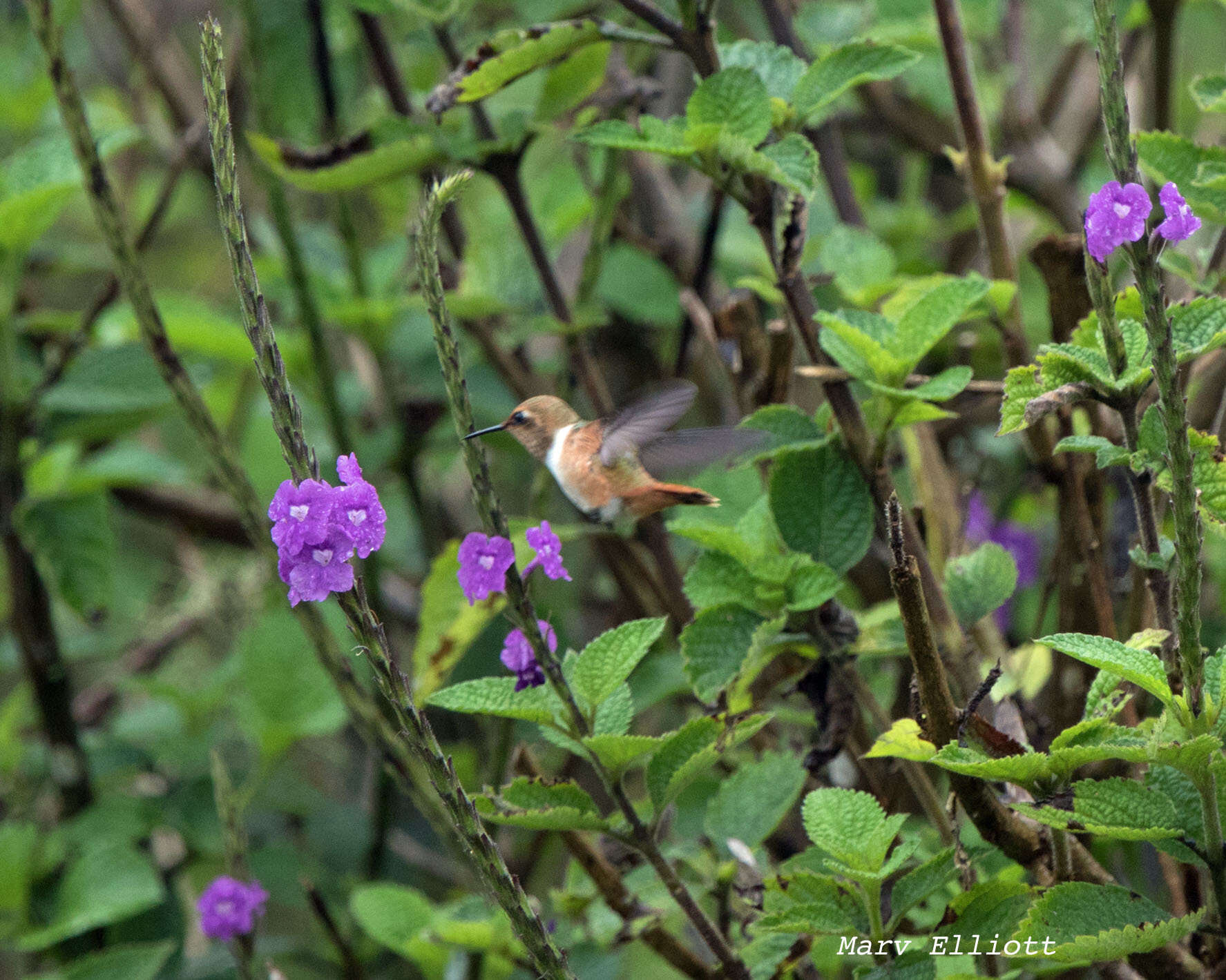 Image of Scintillant Hummingbird