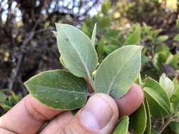 Image of dacite manzanita