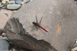 Image de Onychothemis culminicola Förster 1904