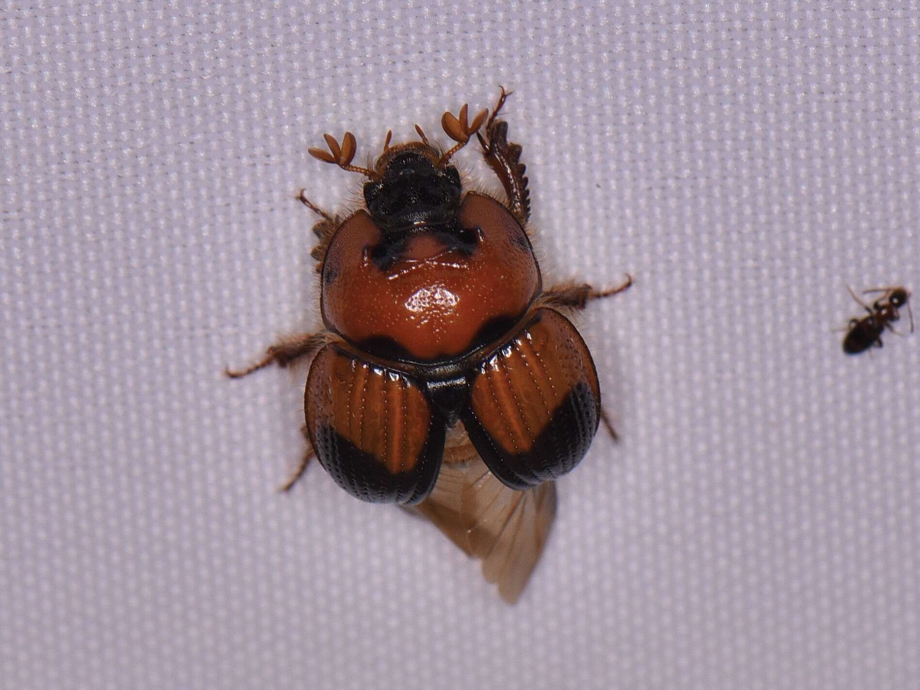 Image of Bolbocerosoma pusillum Dawson & Mccolloch 1924