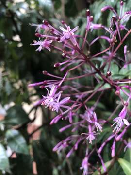 Image of shrubby fuchsia