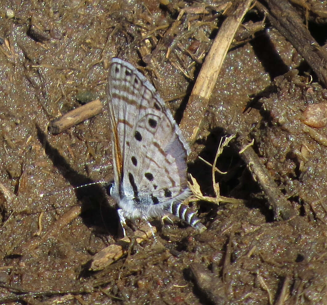 Image of Bright Babul Blue