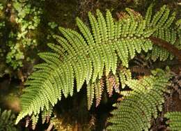 Image of Forest Plume Fern