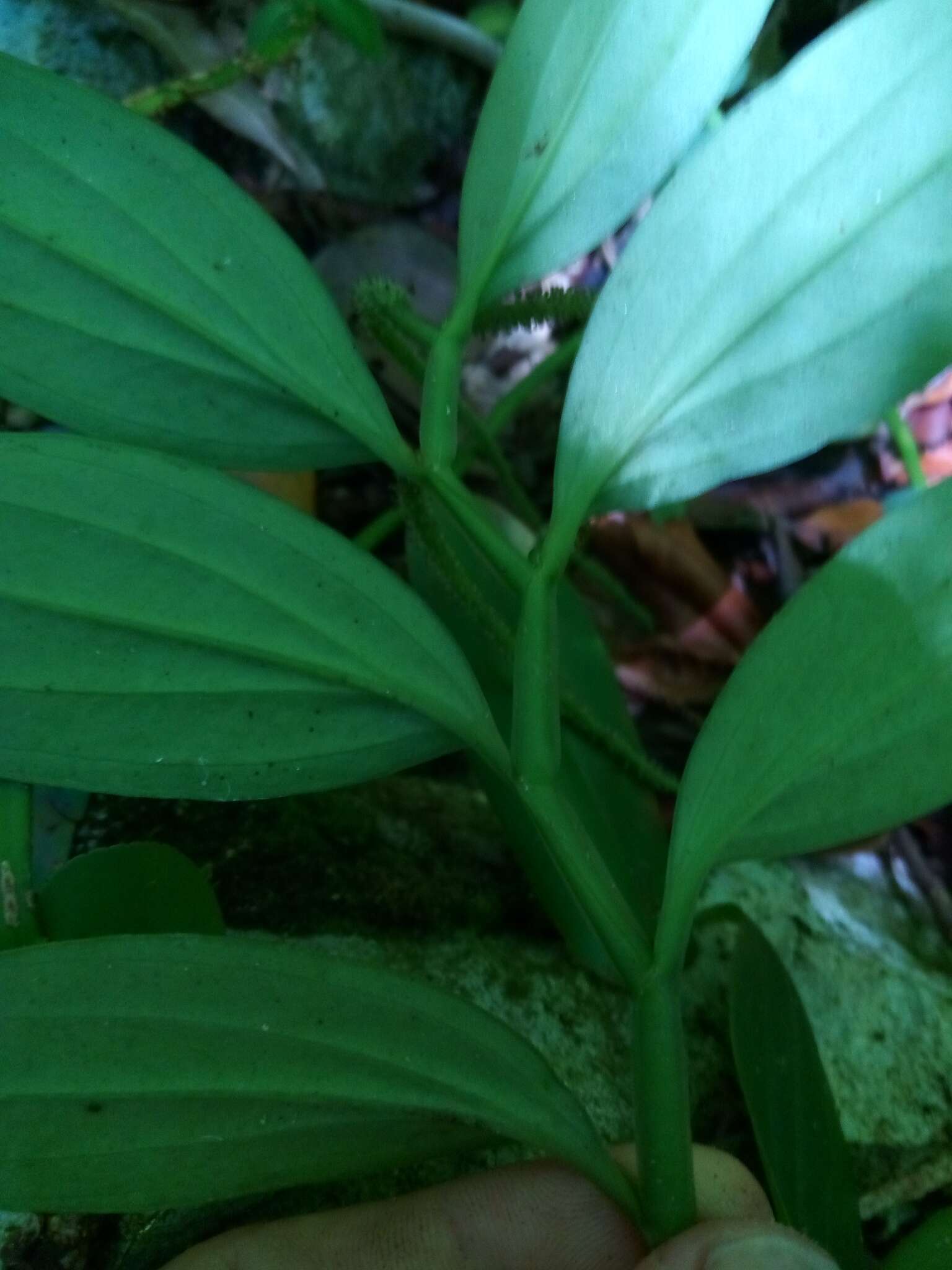 Image of winged peperomia