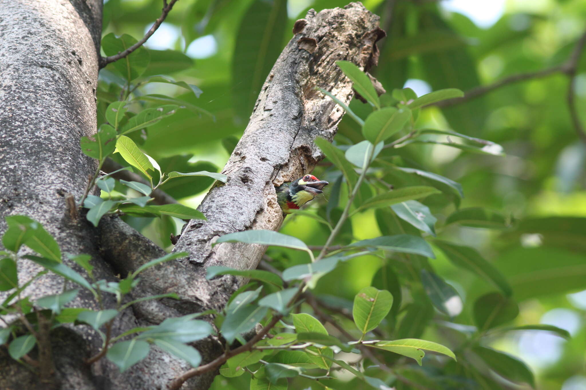 Psilopogon haemacephalus indicus (Latham 1790) resmi